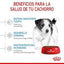 Royal Canin - Perros Cachorros Pequeños - Paté