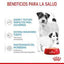 Royal Canin - Perros Cachorros Starter - Paté