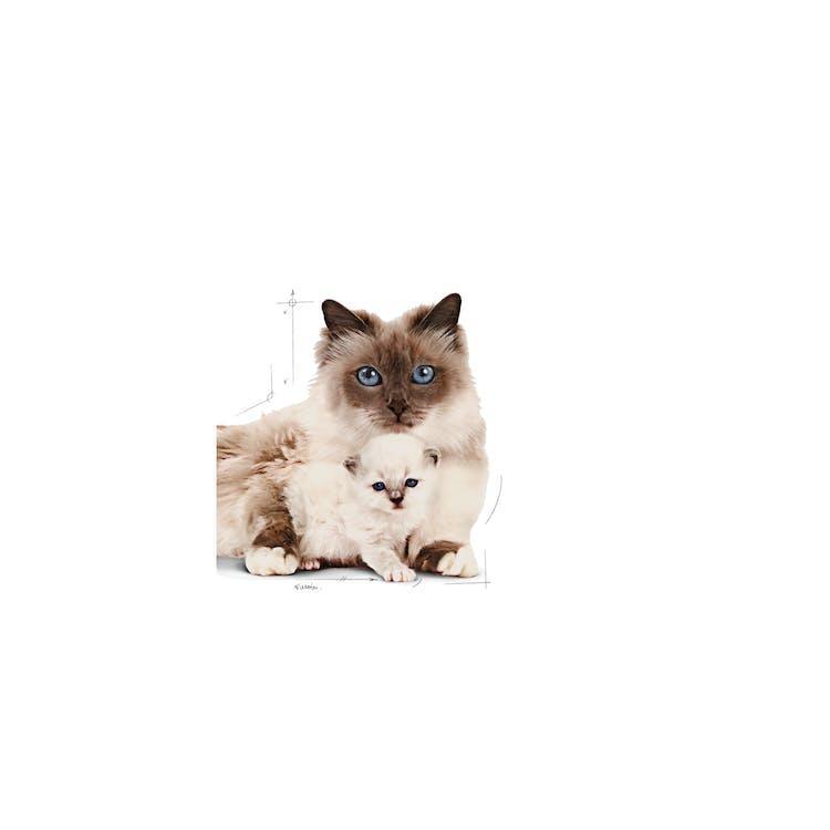 Royal Canin - Gatitos Mother & Baby