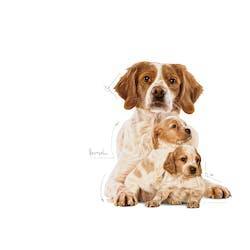 Royal Canin - Perros Medianos Starter M&B