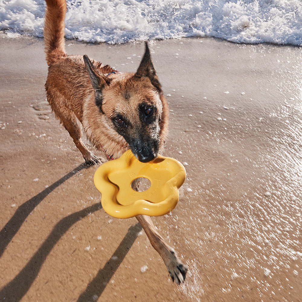 Zeedog - Farm - Farm Flower - Yellow Toy