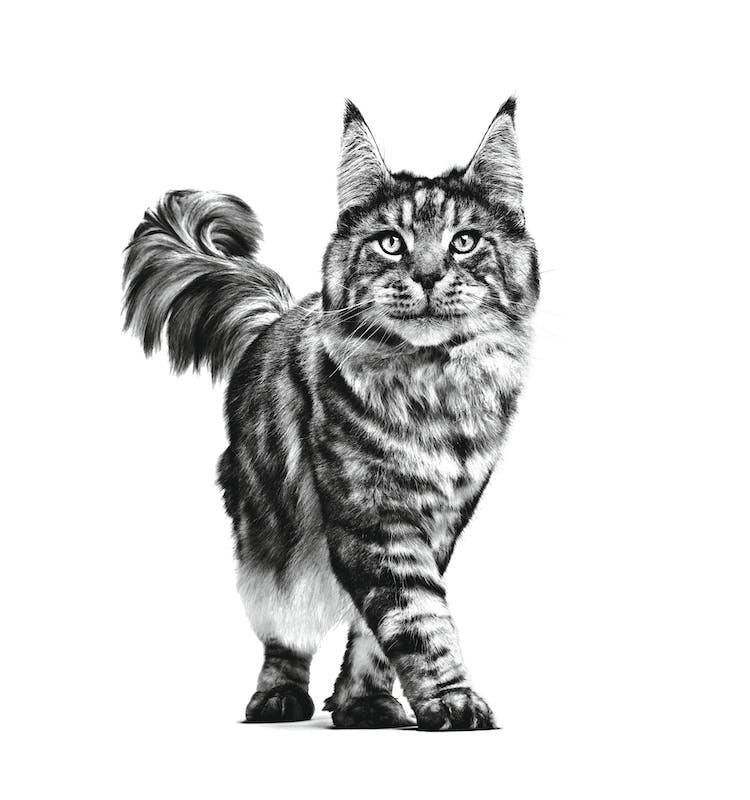 Royal Canin - Gatos Adultos - Cuidado Renal