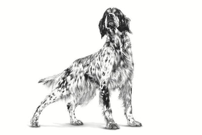 Royal Canin - Perros Adultos - Cuidado Hepático