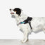 Zeedog - Perros Pechera Fly Harness - Gotham