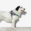 Zeedog - Perros Pechera Fly Harness - Urban