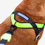 Zeedog - Perros Pechera No-Pull Softerwalk - NOX